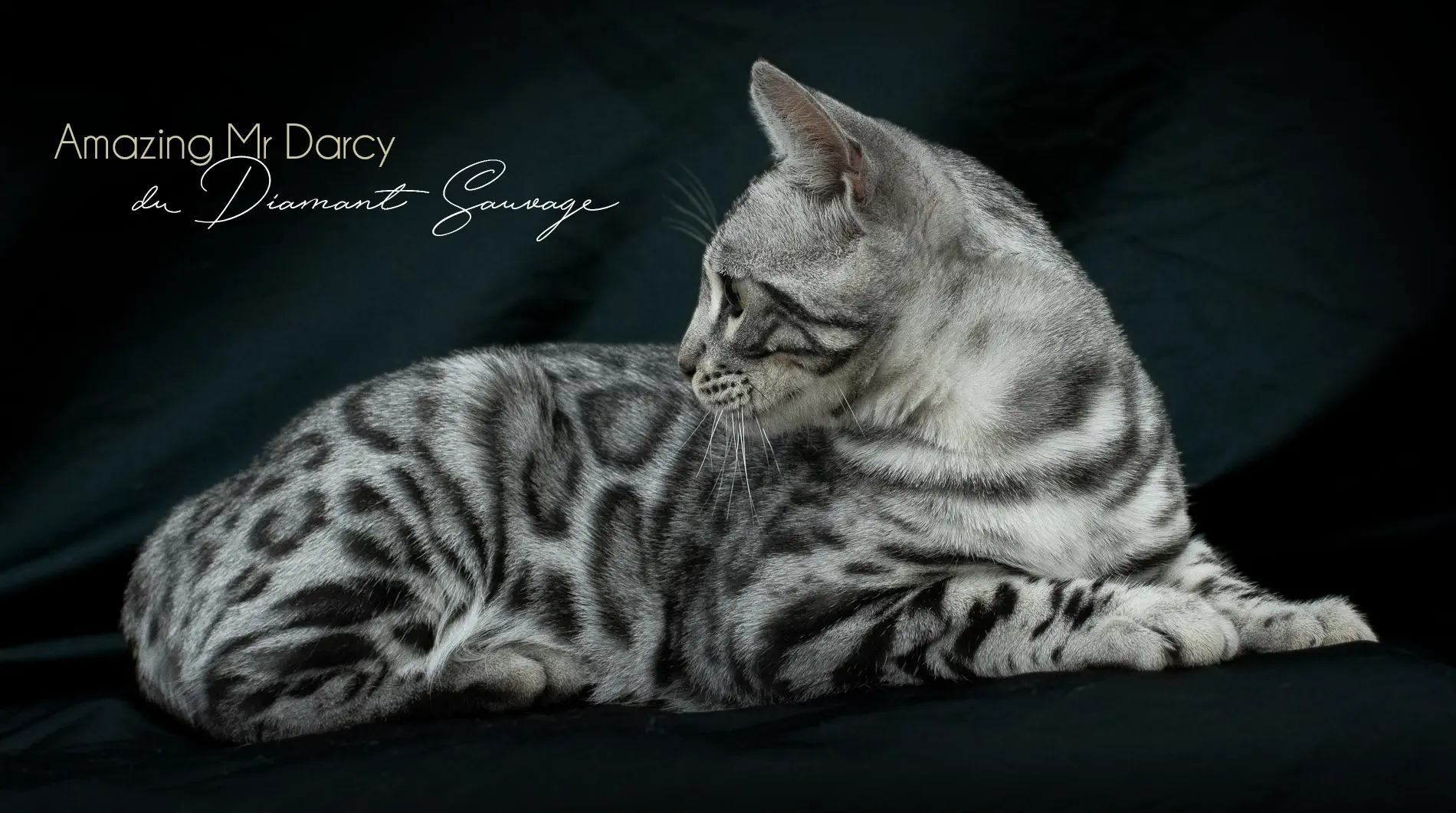 Chat Bengal